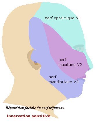nerf trijumeau
