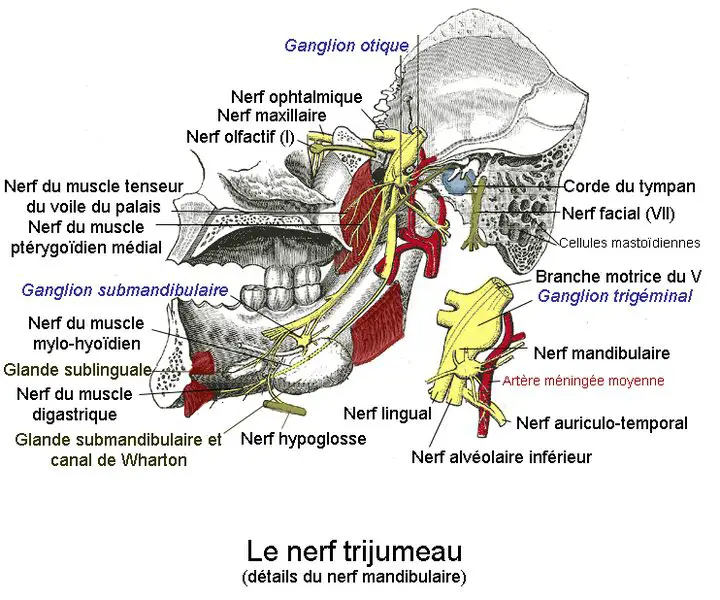 nerf trijumeau