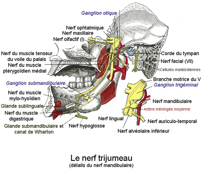 N vralgie Du Trijumeau Lorsque Le Visage Fait Mal Groupe Sant pourtous N vralgie Du Trijumeau Lorsque Le Visage Fait Mal Groupe Sant pourtous
