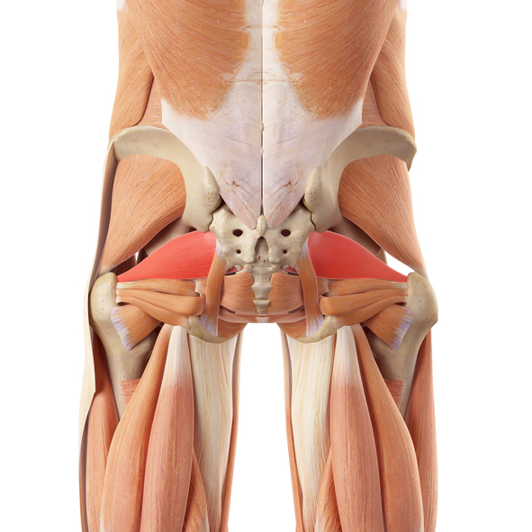 Piriformis-Muskel verursacht Schmerzen hinter dem Oberschenkel