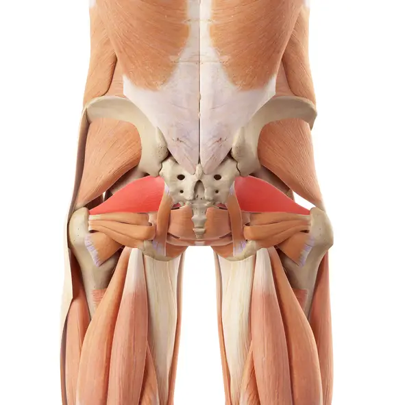 muscle piriforme causant une douleur derrière la cuisse