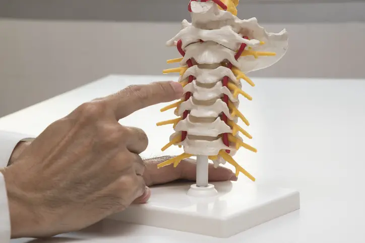 lumbar spine anatomy