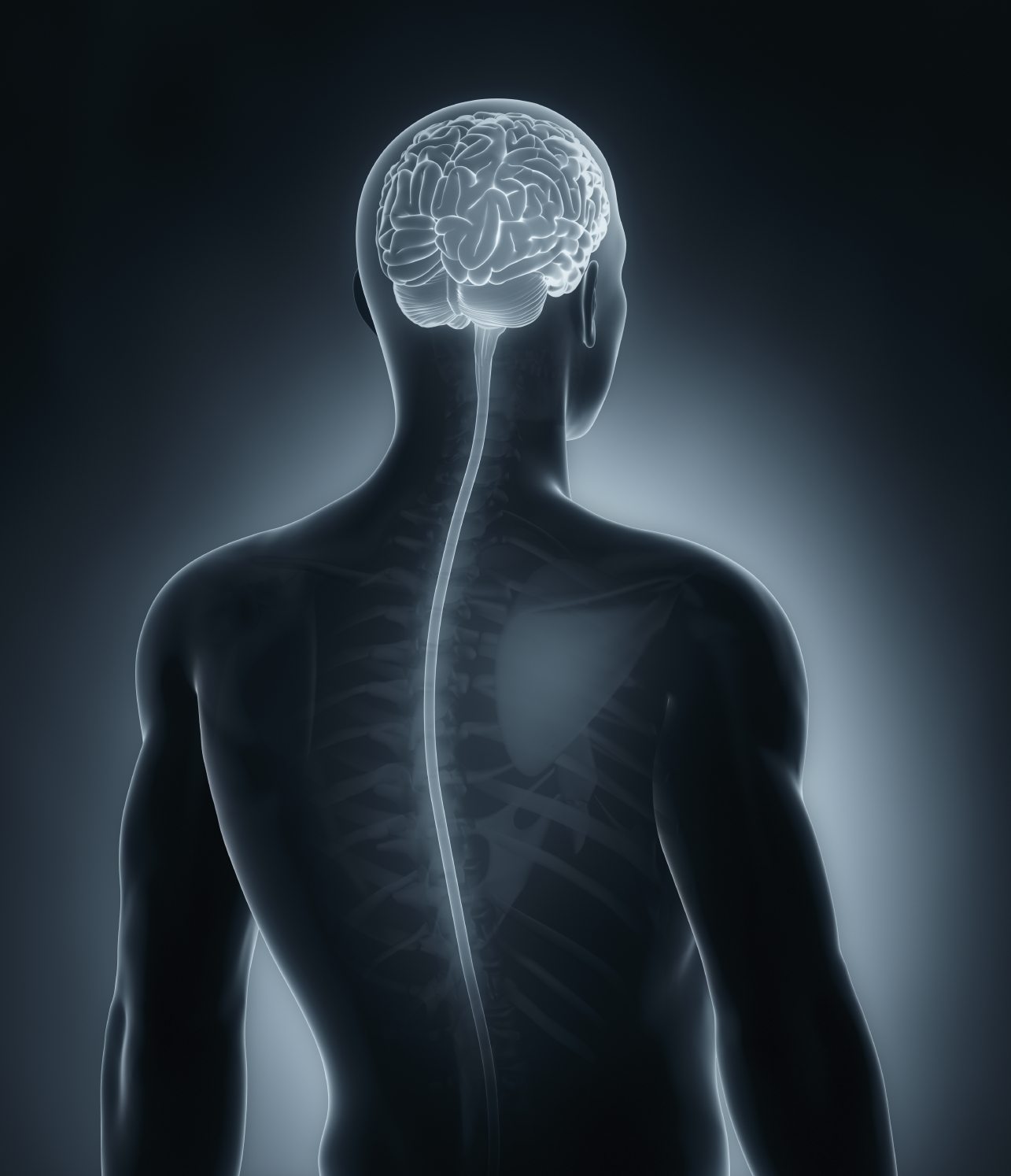 brain atrophy in the presence of chronic low back pain