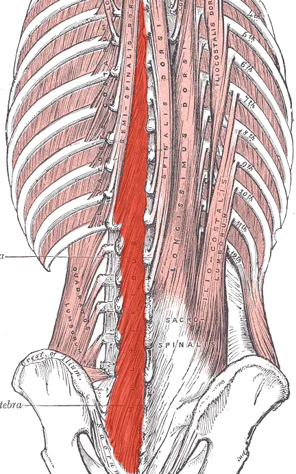 Muscles multifides