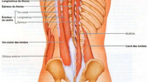 Anatomie der Lendenwirbelsäule