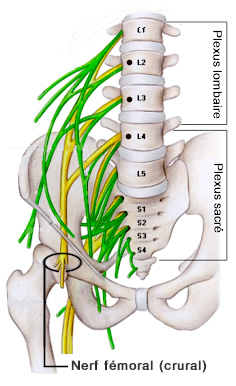 crural nerve, der forklarer symptomerne på cruralgi