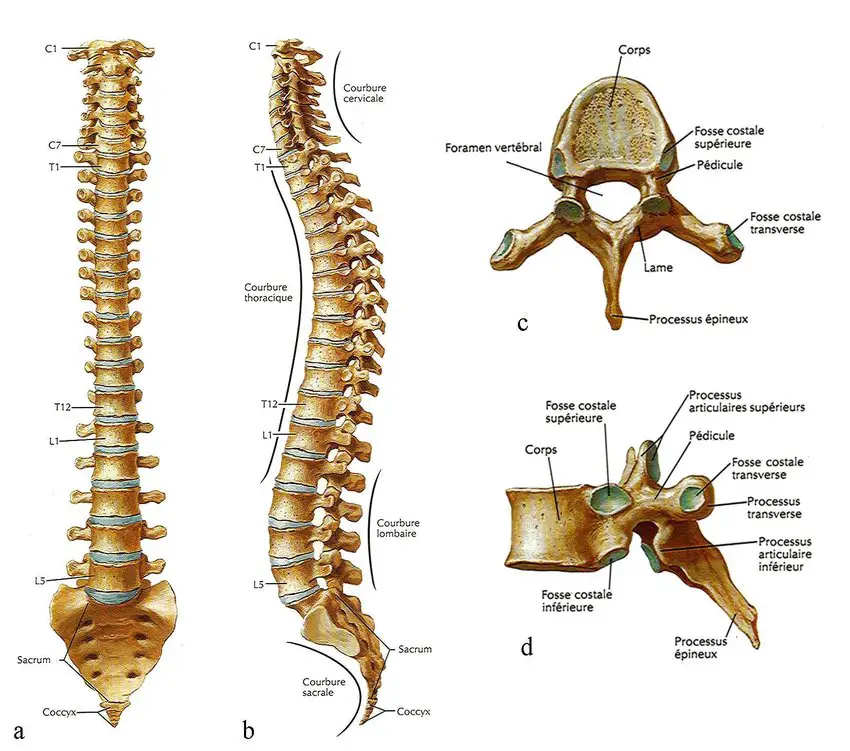 anatomie du rachis et de la colonne lombaire et des disques intervertébraux