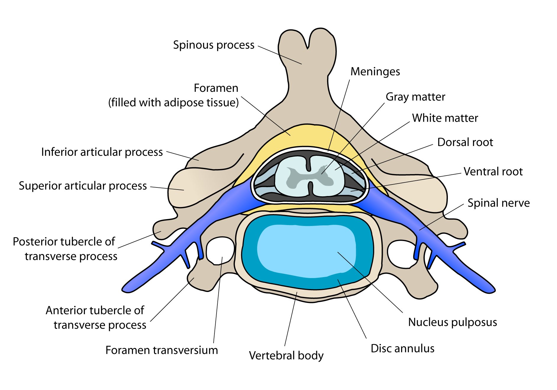 anatomie de la vertèbre