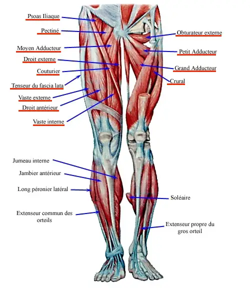 Anatomie des muscles fléchisseurs de hanche associés au psoas iliaque