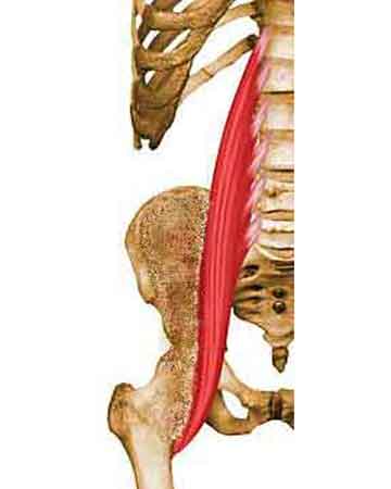 Anatomie des Psoas-Muskels