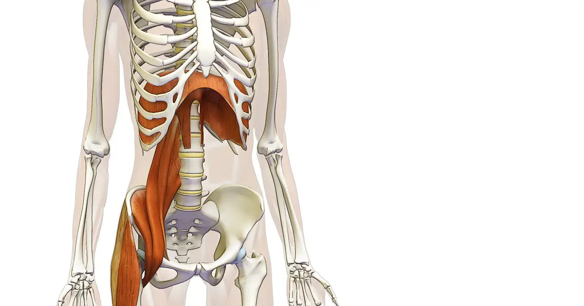 腰筋と横隔膜の関係