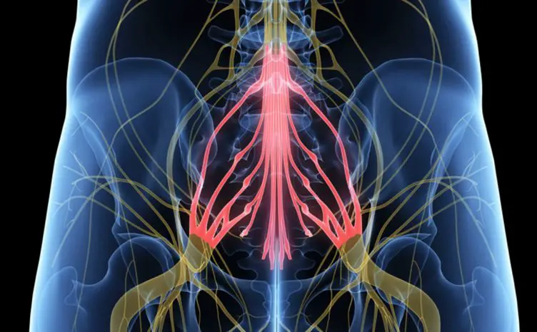 Pferdeschwanz Anatomie