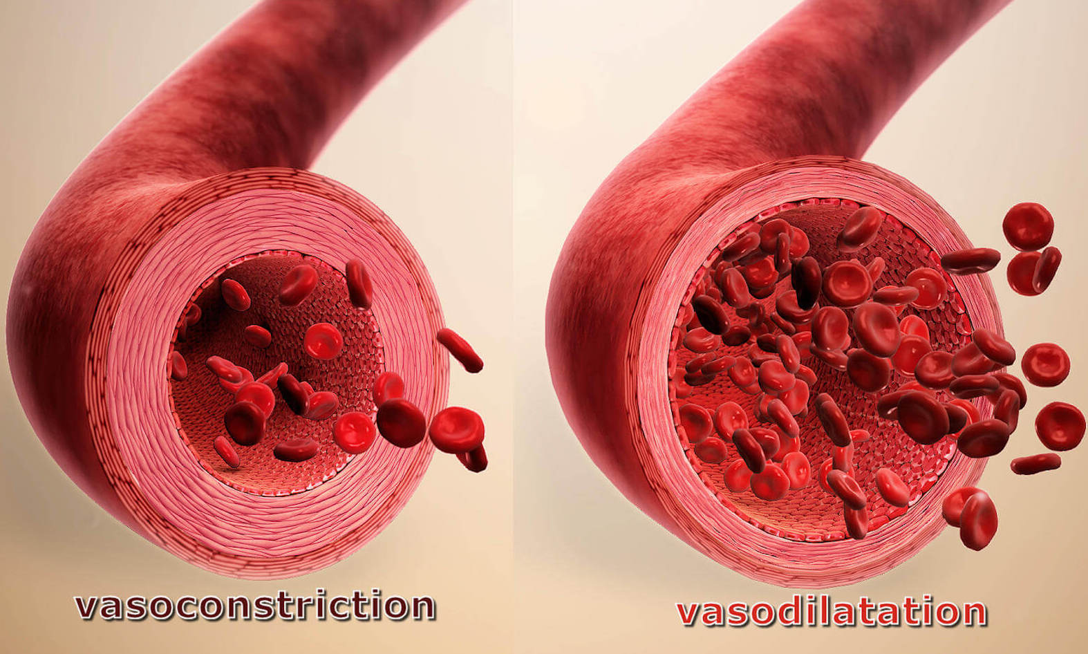 vasodilatation et vasoconstriction induite par la chaleur et la glace