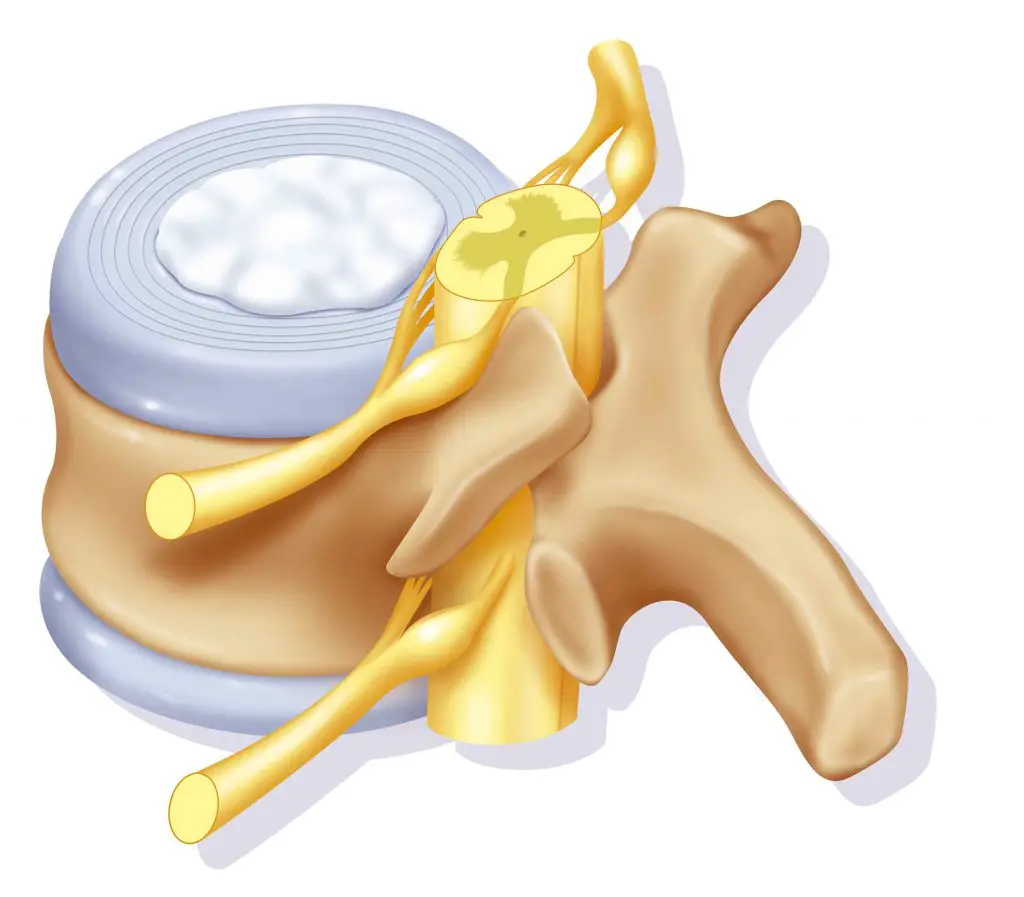 intervertebral disc Where does the sciatic nerve pass in the foot