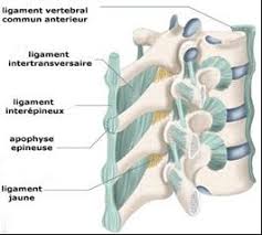 ligaments de la colonne vertébrale