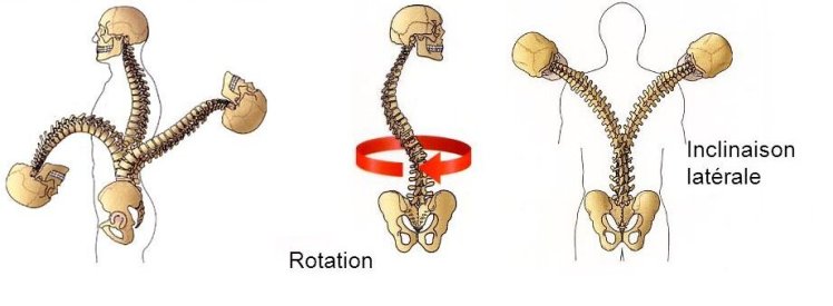 moviments de la columna vertebral