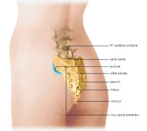 sacral hryggjarliðir