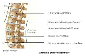 vertebres lombaires2 Lumbago et sciatique
