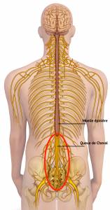 anatomia de la cauda equina síndrome de la cauda equina