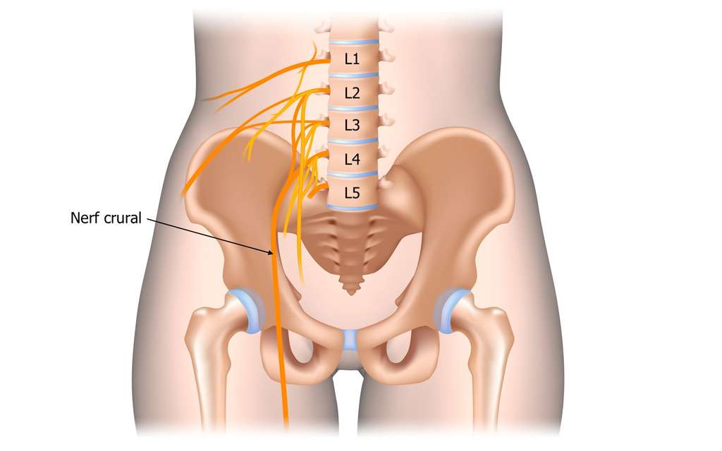 curso do nervo crural