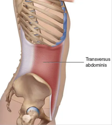 múscul transvers de l'abdomen