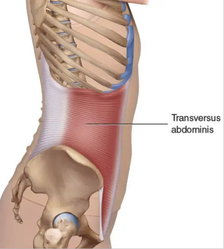 tværgående abdominis muskel