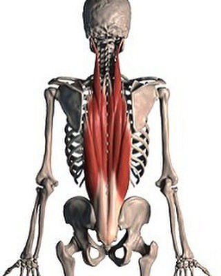múscul erector de la columna vertebral