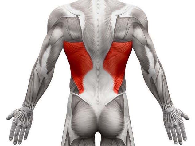 latissimus dorsi muskel