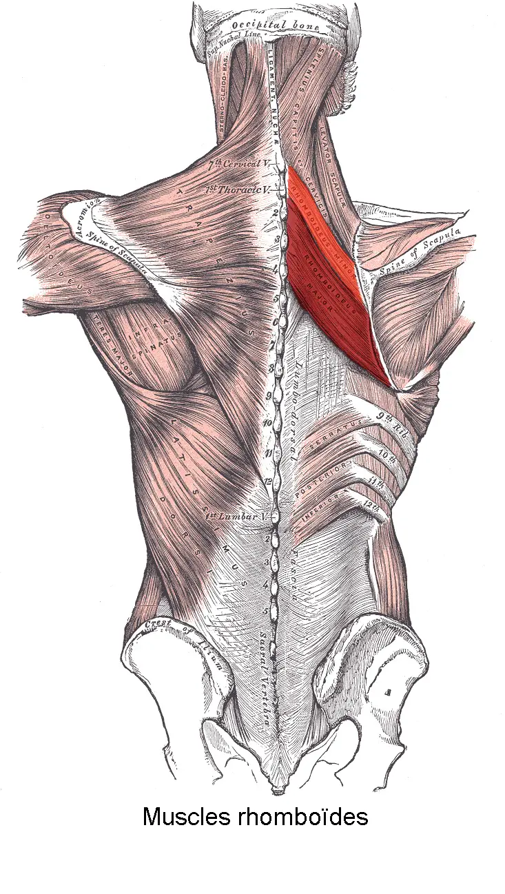 rhomboid muskel