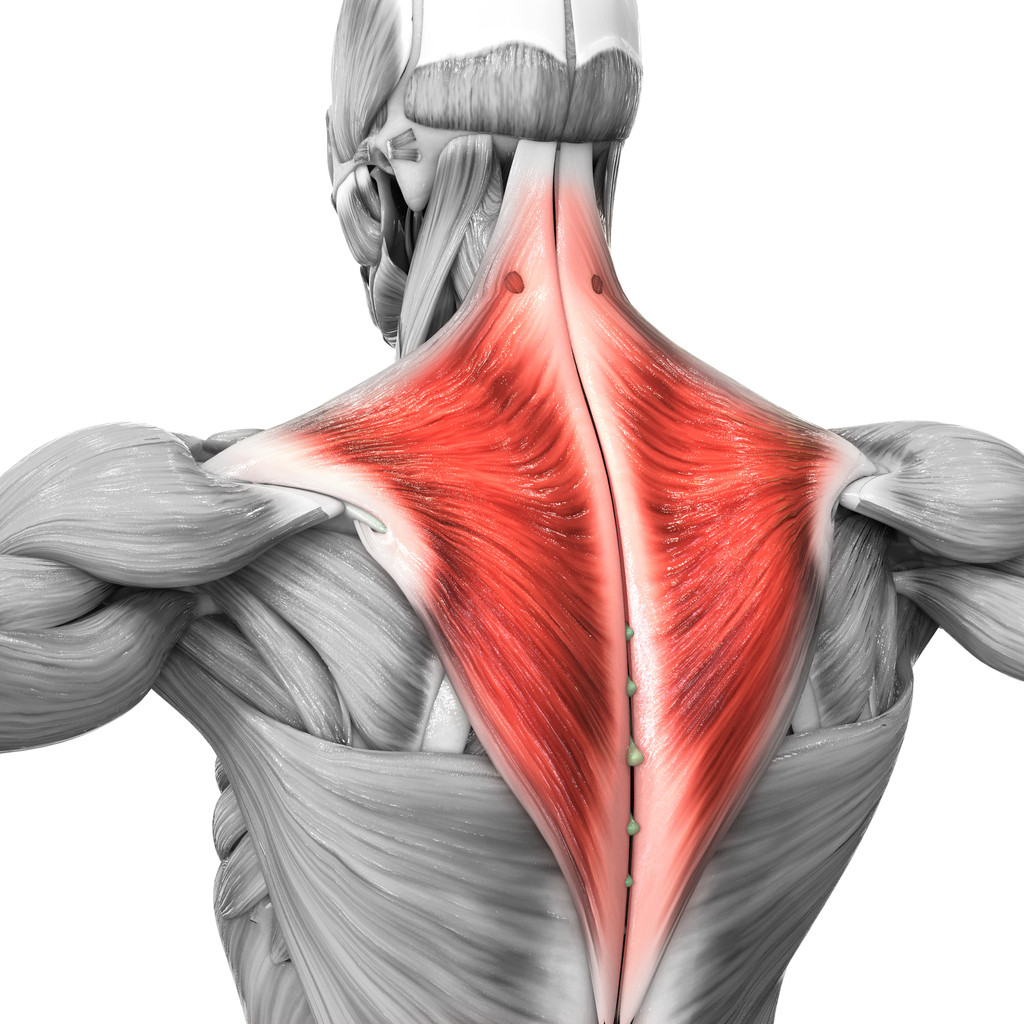 trapezius muskel