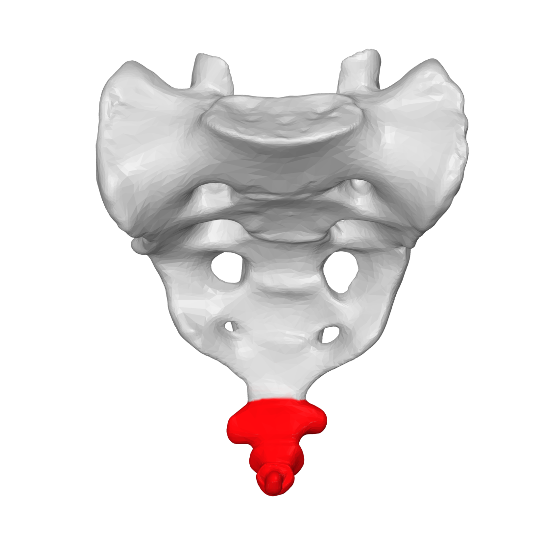 causes de douleurs au coccyx