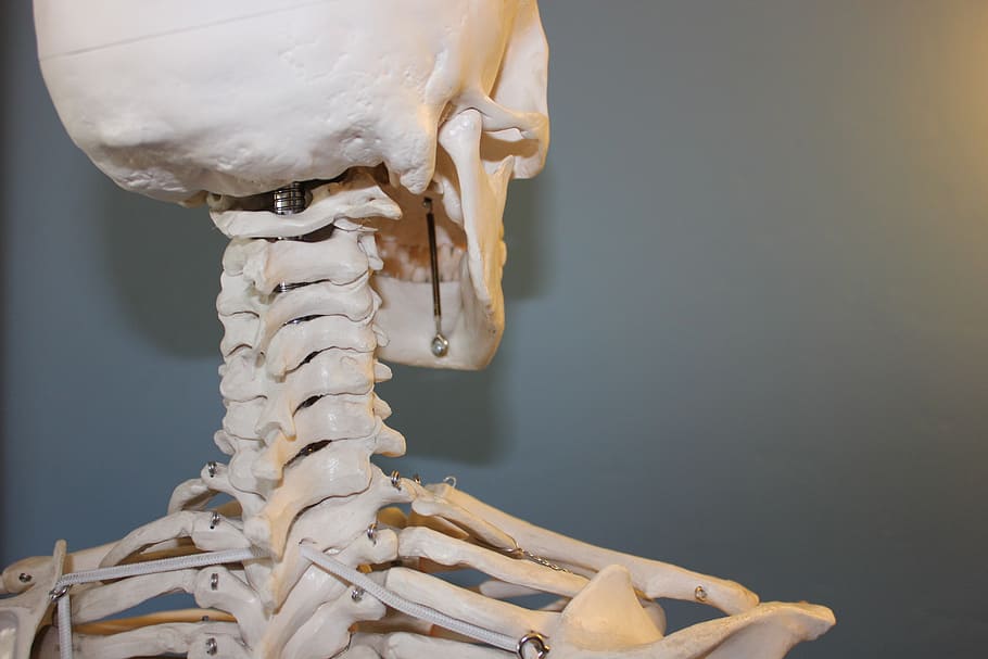 Anatomie der Halsregion