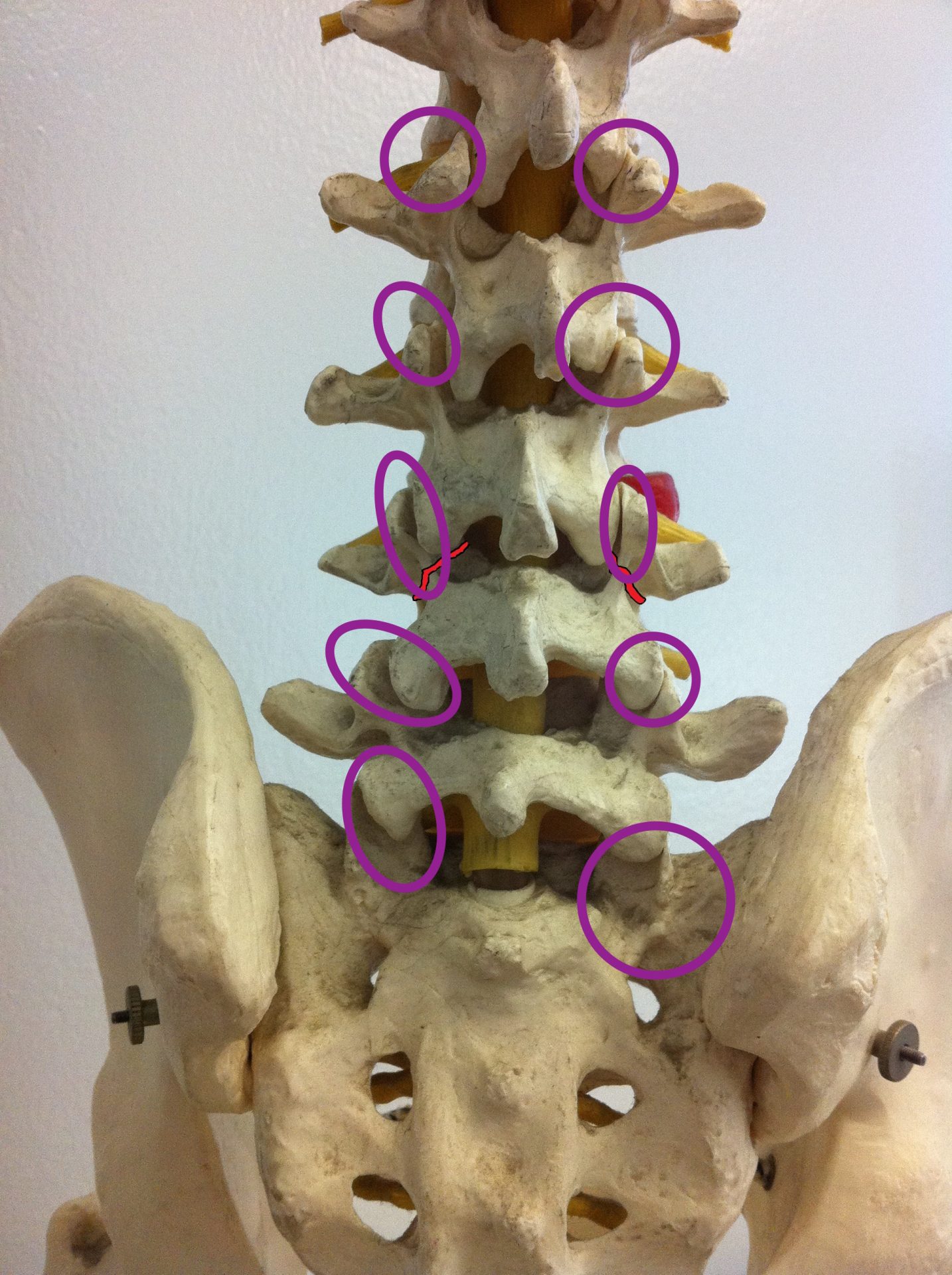 Anatomie der Lendenwirbel