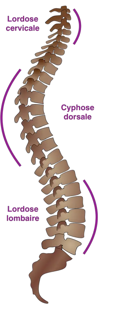 curvatures of the spine