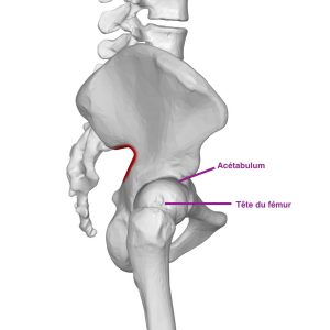 anatomia do quadril