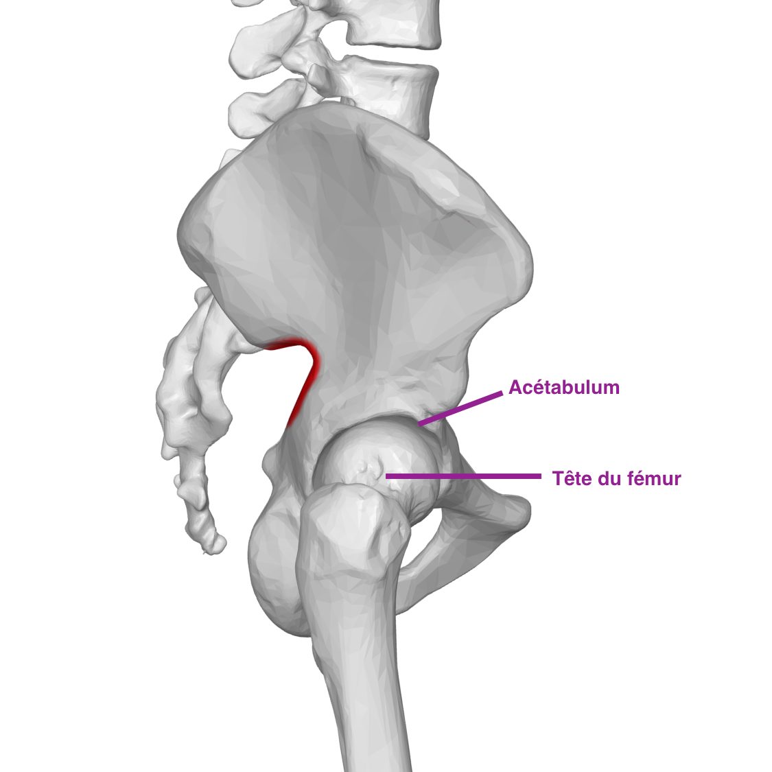 hoftens anatomi