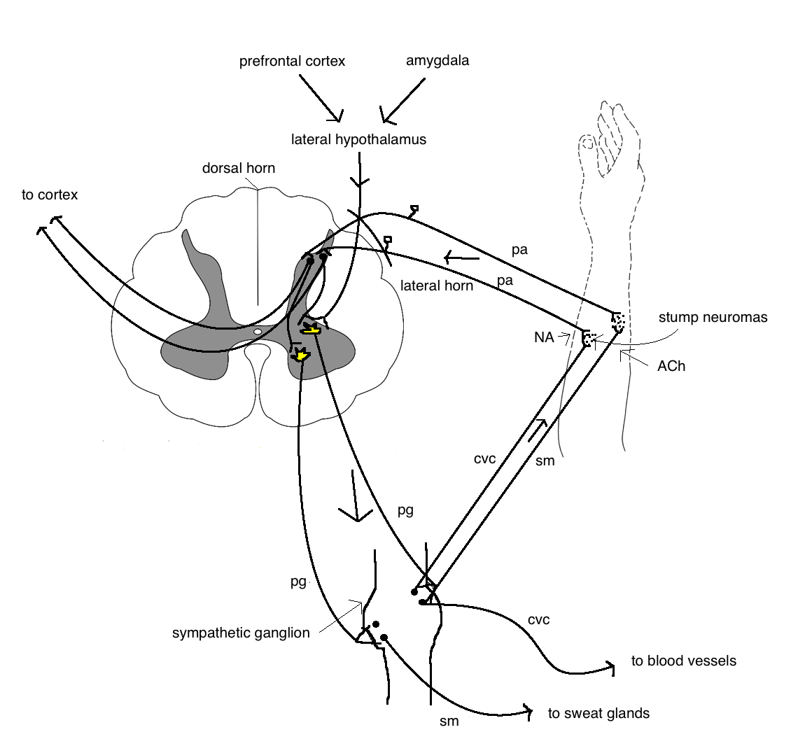 mechanism of pain and allodynia