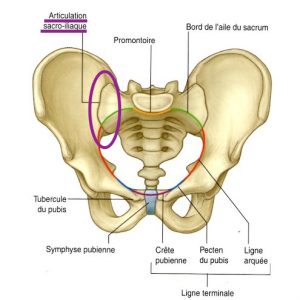 Iliosakralarthrose Iliosakralgelenk