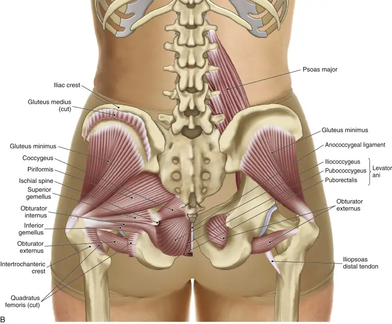 anatomie des muscles du sacrum