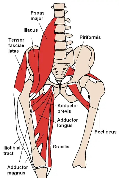 anatomy of the groin area