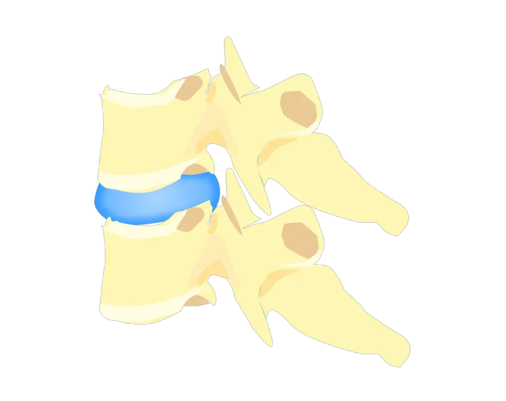 apophyse épineuse