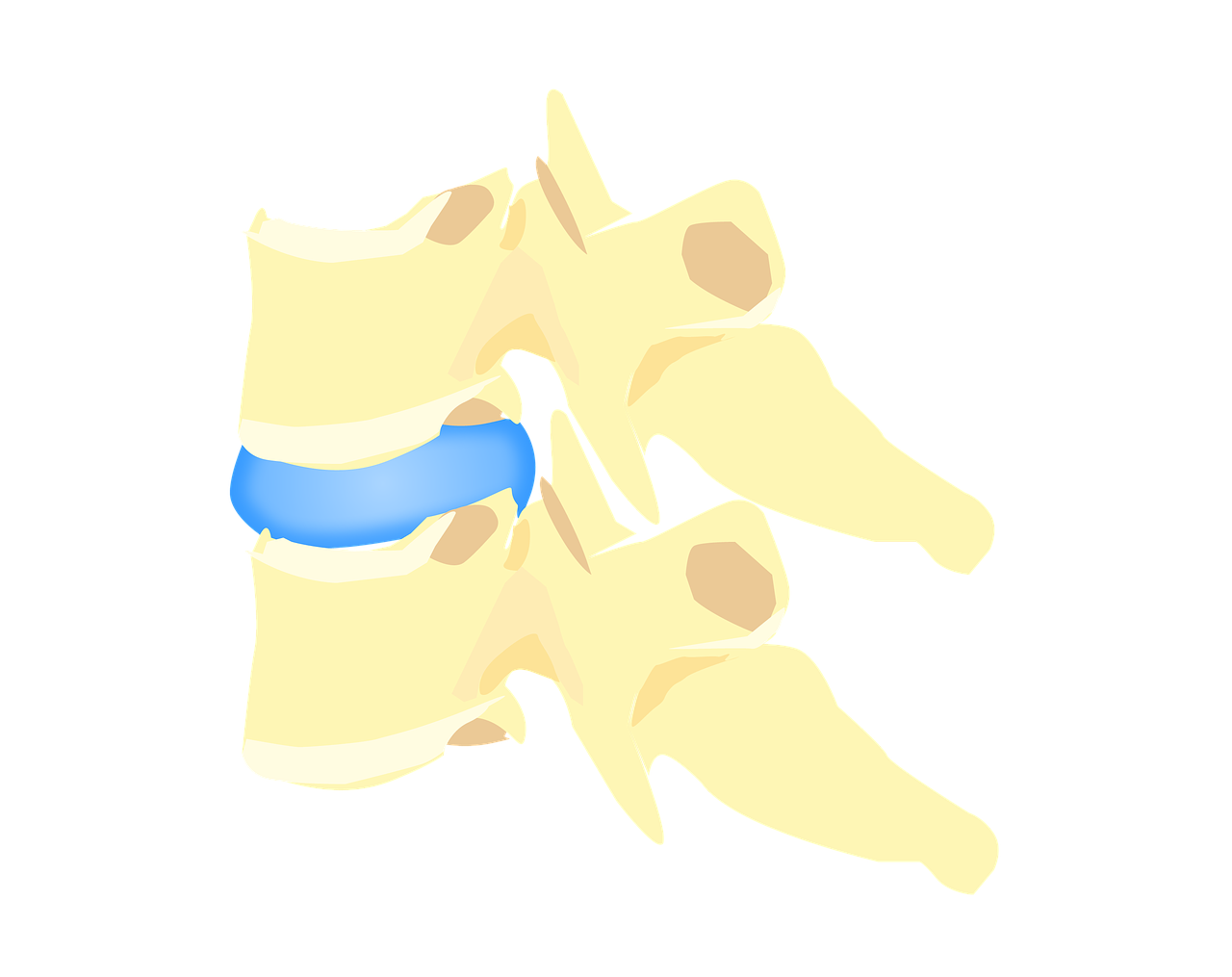 apophyse épineuse