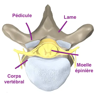 vèrtebra de la columna dorsal
