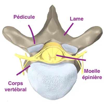vertèbre du rachis dorsal