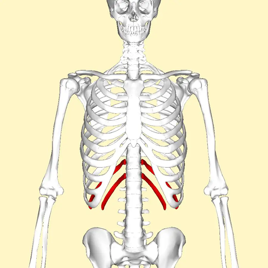 anatomia de costela flutuante