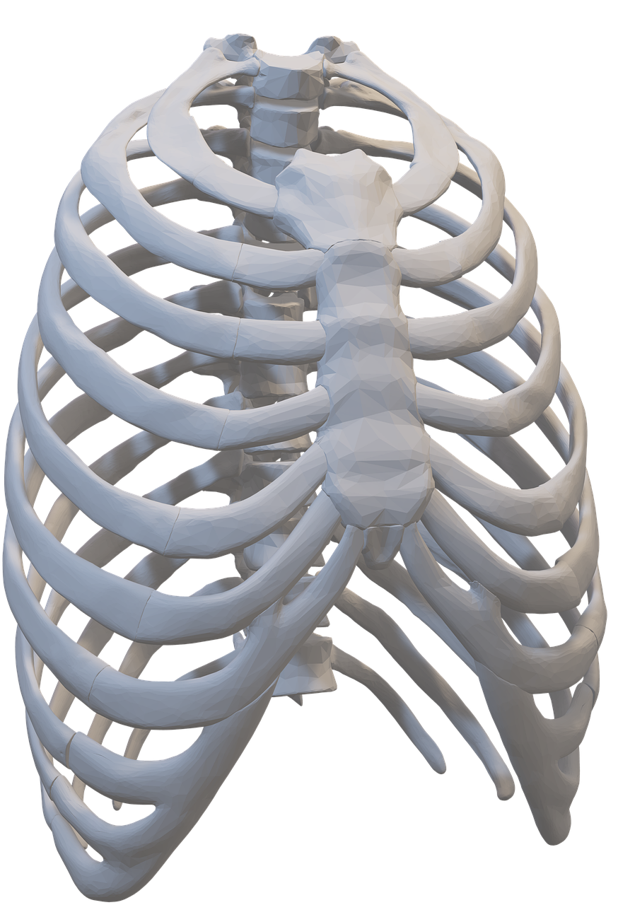 anatomie de la côte