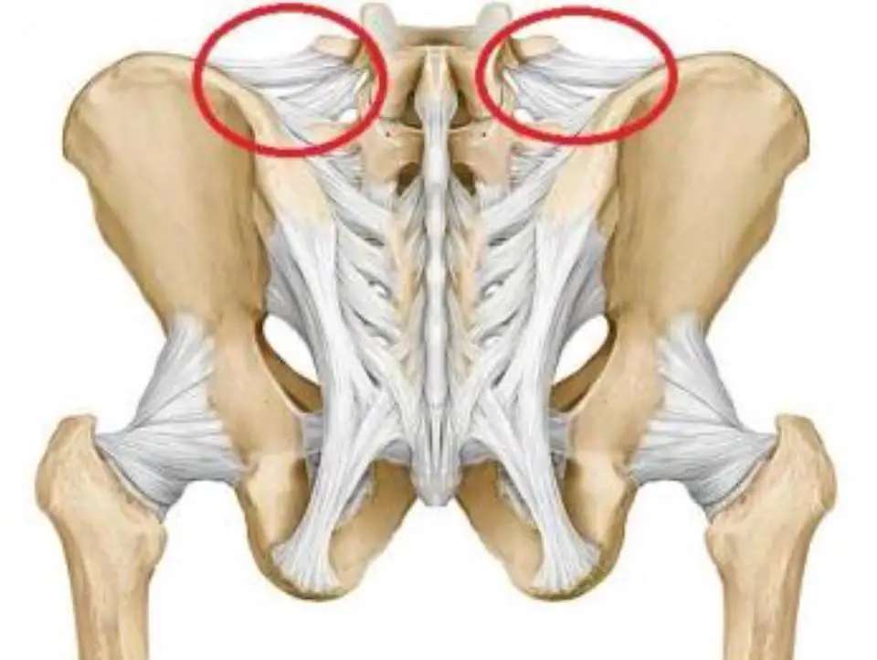 iliolumbar ligament2