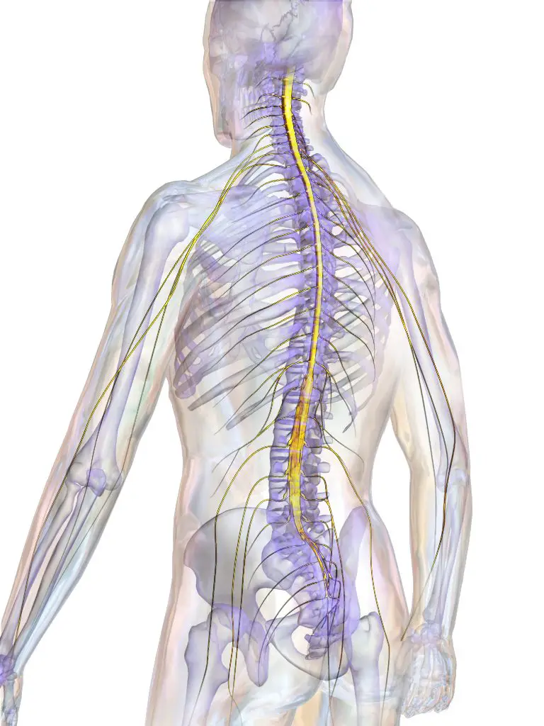 Rückenmark: Anatomie und verwandte Erkrankungen