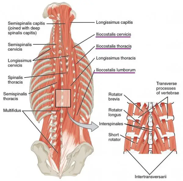 Erector Spinae Muscles Anatomy and Dysfunction Back pain popularized