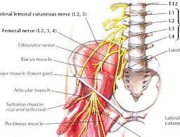 lateral femorokutan nerve